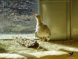 Tiergarten Schönbrunn am 27.01.2026